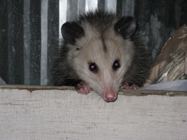 Possum